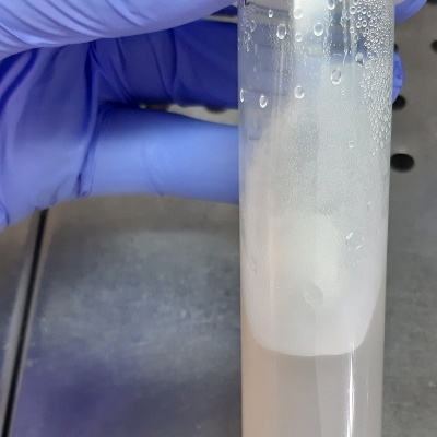 Culturas puras sólidas