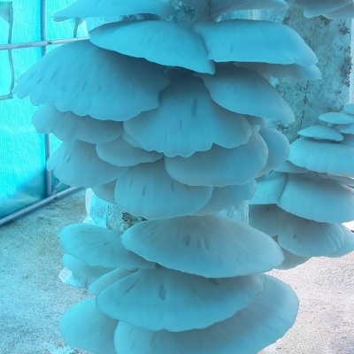 Substratos colonizados prontos a produzir