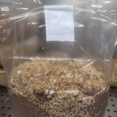 Substrato pré-inoculado 25Kg | 10 unidades