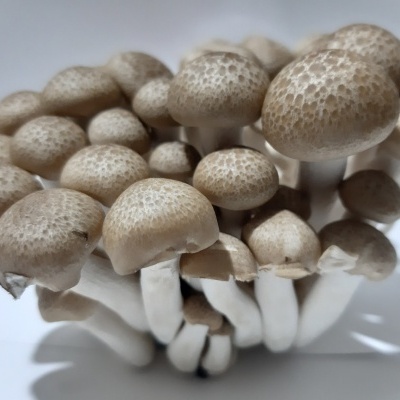 Substratos colonizados prontos a produzir