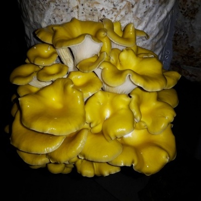 Substratos colonizados prontos a produzir