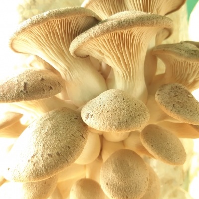 Substratos colonizados prontos a produzir