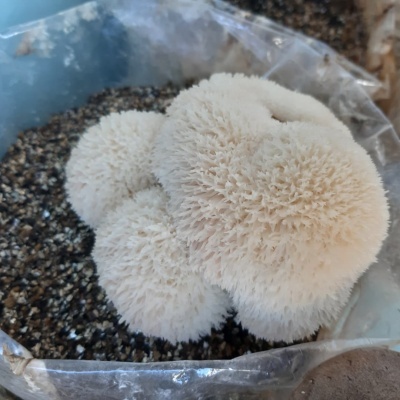 Substratos colonizados prontos a produzir