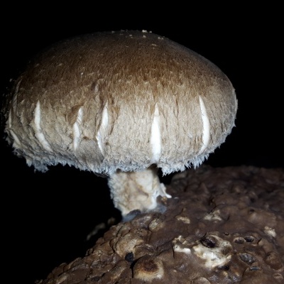 Substratos colonizados prontos a produzir