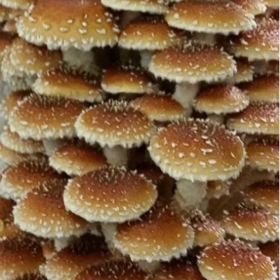 Substratos colonizados prontos a produzir