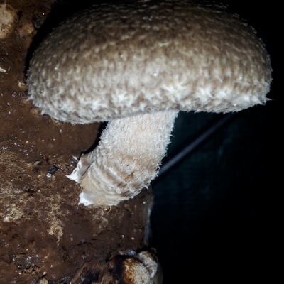 Substratos colonizados prontos a produzir