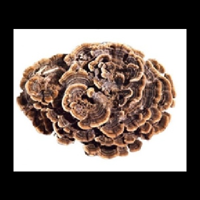 Substratos colonizados prontos a produzir