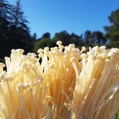 Substratos colonizados prontos a produzir