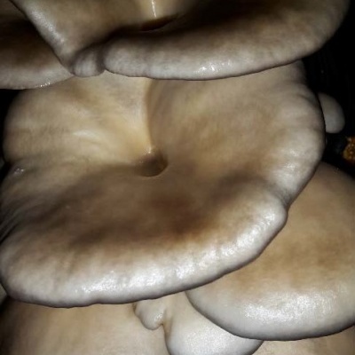 Substratos colonizados prontos a produzir