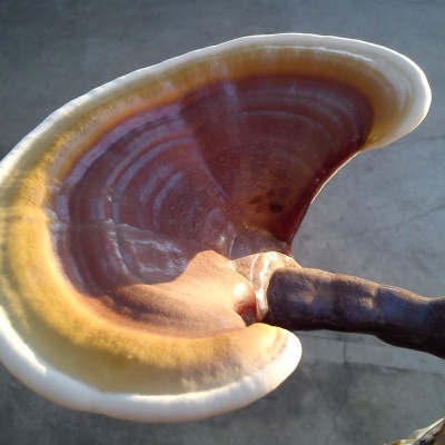 Substratos colonizados prontos a produzir