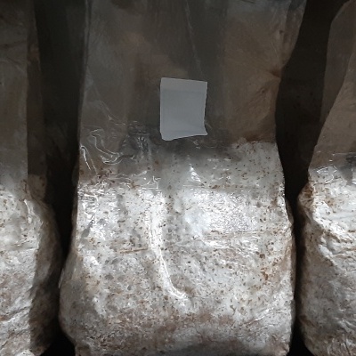 Substratos colonizados prontos a produzir