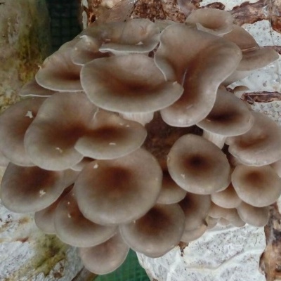 Substratos colonizados prontos a produzir