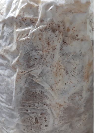 Substratos Colonizados