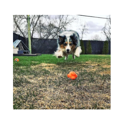 Sodapup Originals Crazy Bounce Retrieving Toy Large Orange Squeeze