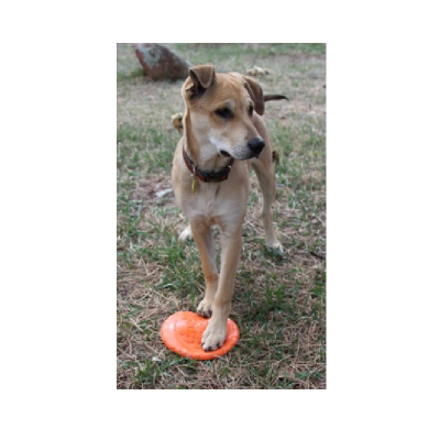 Sodapup Originals Bottle Top Flyer Small Orange Squeeze