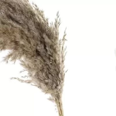 Rama Flor Seca Espadanor 8x3x95