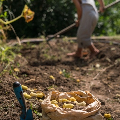 Tulipas Peças Soltas