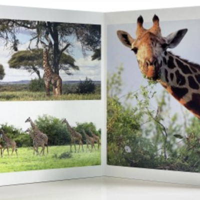 Animais de Savana | Grande