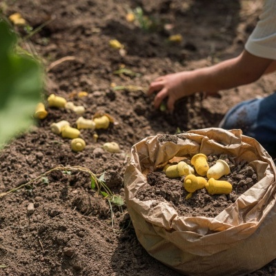 Tulipas Peças Soltas