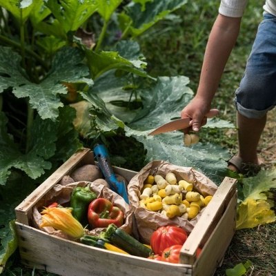 Tulipas Peças Soltas
