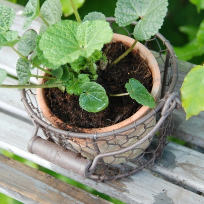Vaso Terracota com Cesto e Pega | Jardinagem Vaso Terracota com Cesto e Pega | Jardinagem