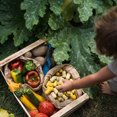 Tulipas Peças Soltas