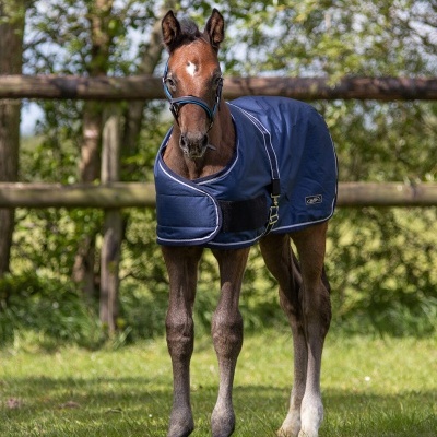 Cobrejão de Exterior p/ Poldro 100g QHP