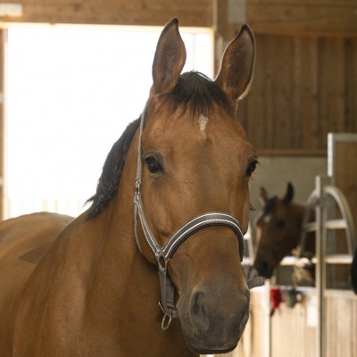 Cabeção NORTON "Reflective"