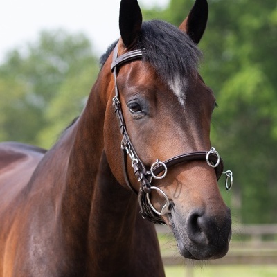 Serrilhão de Couro QHP