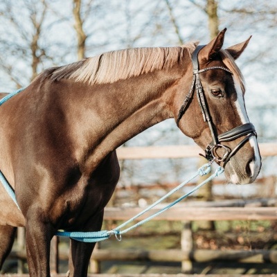 Rédeas p/ Passar à Guia QHP