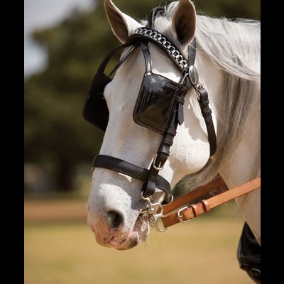 Arreio de Engate HH Coelheira "Keiffer" Couro