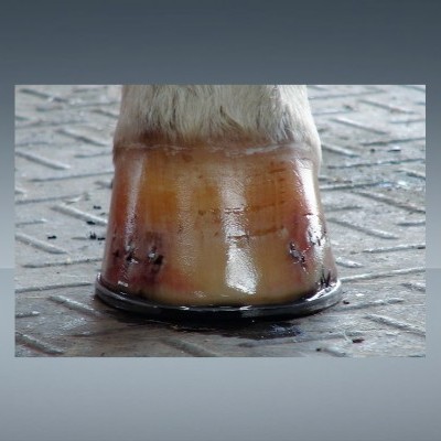 Condicionador p/ Cascos Hoof Conditioner DIAMOND