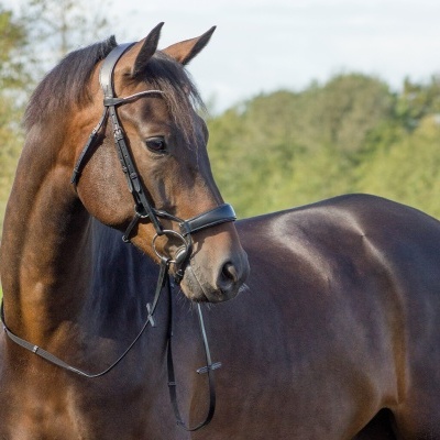 Cabeçada de Bridão QHP "Sedna"