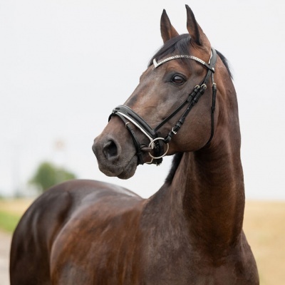 Cabeçada de Bridão HORZE "Grayson"