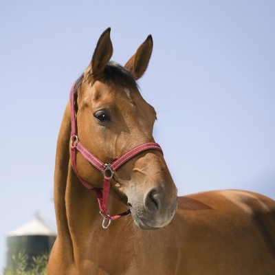 Cabeção NORTON "Reflective"