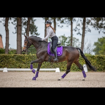 Suadouro de Dressage SD Design "A Million Dreams"
