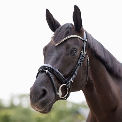 Cabeçada de Bridão HORZE "Grayson"