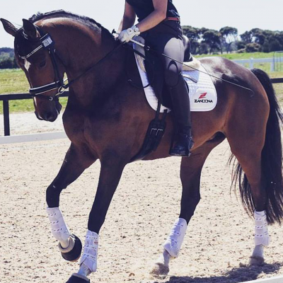 Suadouro de Dressage ZANDONÀ