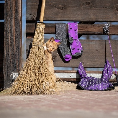 Meias QHP Halloween (2 pares)