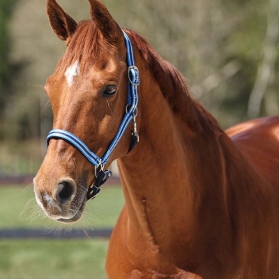 Cavalo castanho com cabresto azul ao ar livre