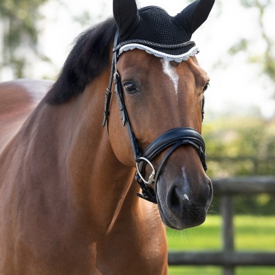 Orelheiras QHP "Color"