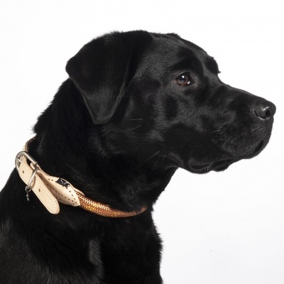 Coleira p/ Cão HKM "Anam Cara"