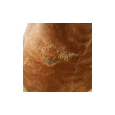 Pomada ANIMADERM "Cutene"