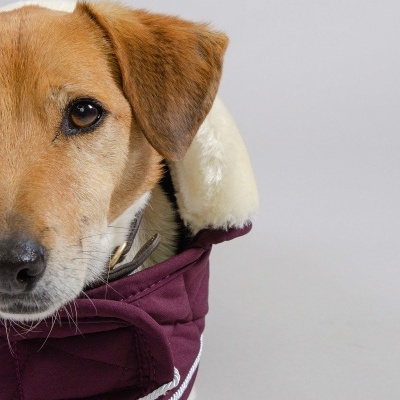 Capa para Cão HARCOUR Rocket