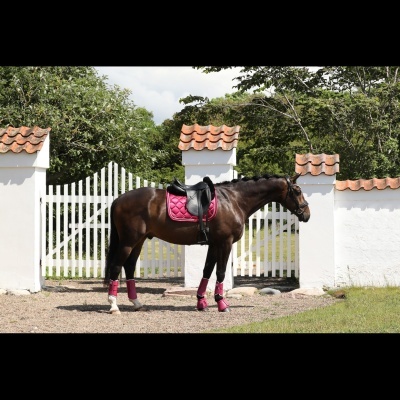 Suadouro de Dressage SD Design "A Million Dreams"