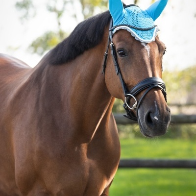 Orelheiras QHP "Color"