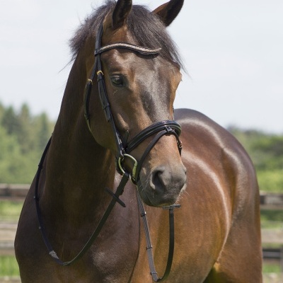 Cabeçada de Bridão QHP Amor