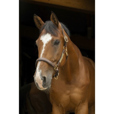 Cabeção de Couro ERIC THOMAS Grooming "Pro"