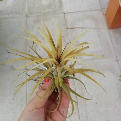 Tillandsia ionantha yellow