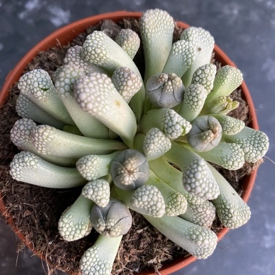 Titanopsis schwantestii